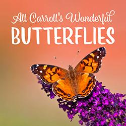 An American Lady Butterfly resting on purple flowers in front of a blurred focus reddish background