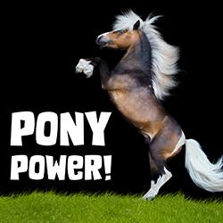 pony rearing up on dark background