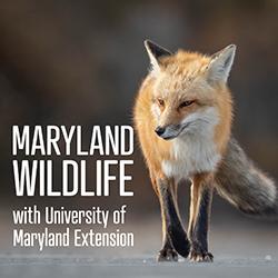 A Red Fox strolling towards the camera and looking towards the left of the frame