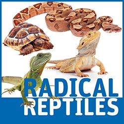 Lizards, a tortoise, and a boa on a white background