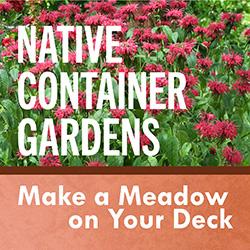 A bed of native red Bee Balm flowers above a terracotta border