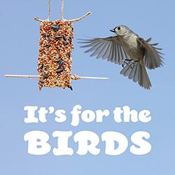 Homemade DIY bird feeder with a Tufted Titmouse in flight approaching and a blue sky background