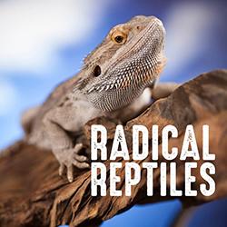 A Bearded Dragon resting on a log with a blue blurred background