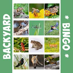 A collage of various mammals, birds, insects, repitles, and amphibians