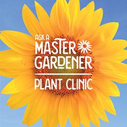 A large sunflower blossom with Ask a Master Gardener Plant Clinic in white