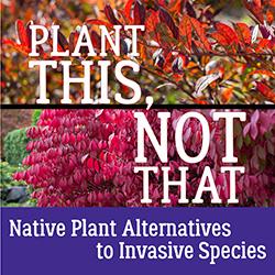 Plant This, Not That: Native Plant Alternatives to Invasive Species