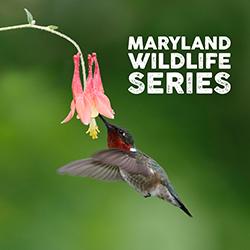 A Ruby-throated hummingbird drinking from a red Columbine blossom