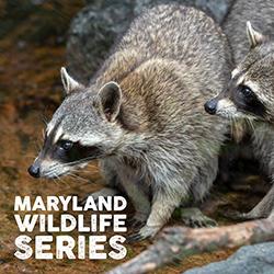 A pair of raccoons wading in a stream