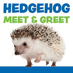 Hedgehog Meet & Greet