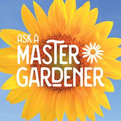 A large sunflower blossom with Ask a Master Gardener in white