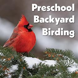 a cardinal on a snowy tree branch