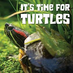 a red-eared slider turtle