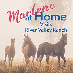 Ranch horses in a field on a foggy morning
