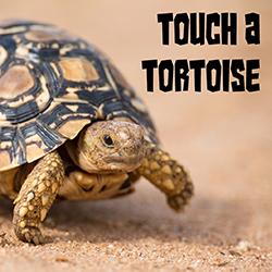 Leopard tortoise walking slowly on sand