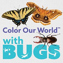 A Tiger Swallowtail butterfly, Polyphemous moth, and a stag beetle isolated over a pale cloth background.