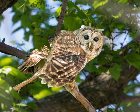 Photos for Bird Tales from the Central Maryland Woods program March 2026 MAC