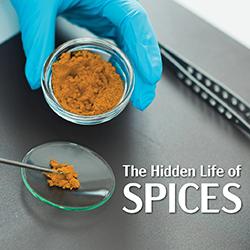 Close up of researcher working with a spice in laboratory
