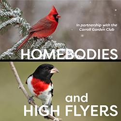 A male Cardinal perched in a snowy conifer and a male Rose-breasted Grosbeak in summer.