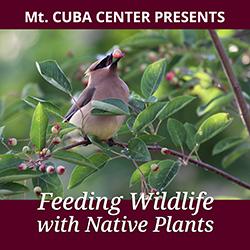 A Cedar Waxwing bird perched in a Serviceberry shrub eating the purple berries.