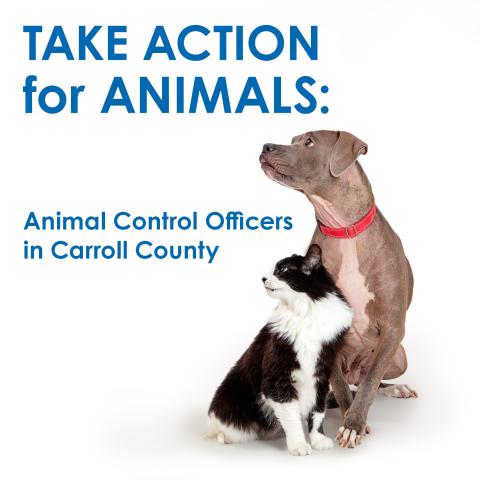 A black and white longhair cat and a gray pit bull dog sitting together facing the camera with their heads turned looking off to the side.