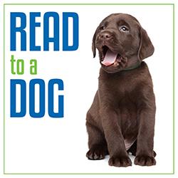 Chocolate labrador retriever puppy sitting on a white background