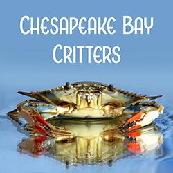 blue crab in water