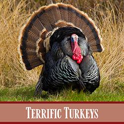 Terrific Turkeys