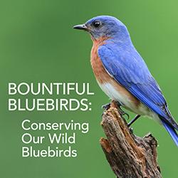 A male Eastern Bluebird perched on a branch with a green background.