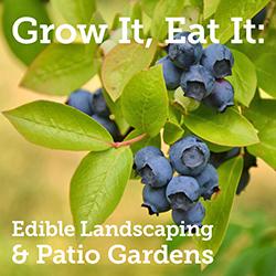 Ripe blueberries on the plant