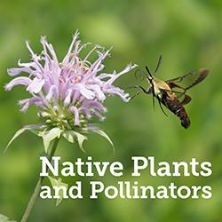 Clearwing Moth visiting Monarda