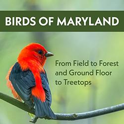 a scarlet tanager on a tree branch with a green background