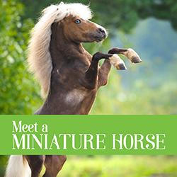 Meet a Miniature Horse