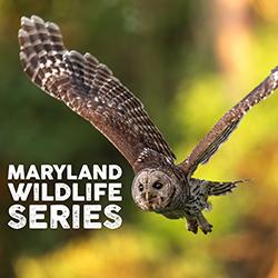 A Barred Owl in flight with a blurry dappled forest background