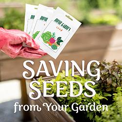 A gloved hand holding seed envelopes in front of a garden bed of herbs and field greens