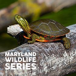 A Painted Turtle sunning on a log in a pond