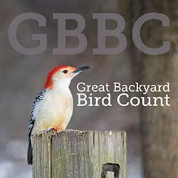 A Red-bellied Woodpecker perched on a fence post with an out-of-focus background