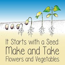 Illustration of stages of a seed sprouting to seedling