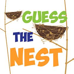 Illustration of bird nests on branches seen from the side