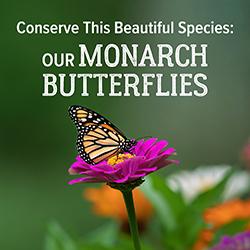Monarch Butterfly resting on a purple flower with an out of focus background