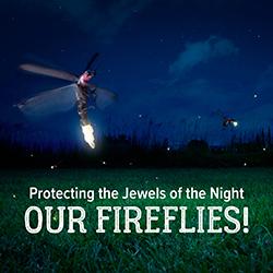 A flashing firefly in the foreground with others flashing in the grass and night sky background