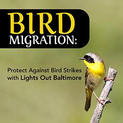 A Common Yellowthroat Warbler perched on an upright branch.