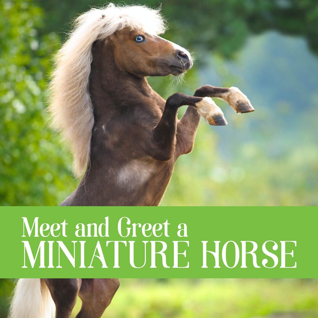 a miniature horse rearing up on 2 legs