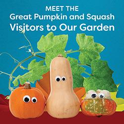 A group of various googly-eyed squash in front of a pumkin vine over a blue background.
